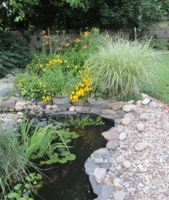 Koi pond